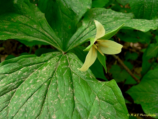 {Trillium 'Amicalola'}